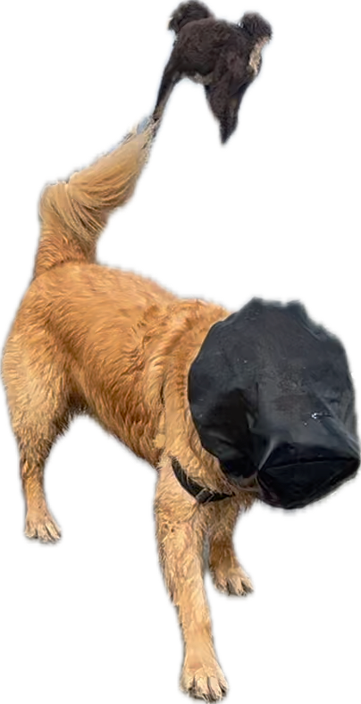 Dog Mask